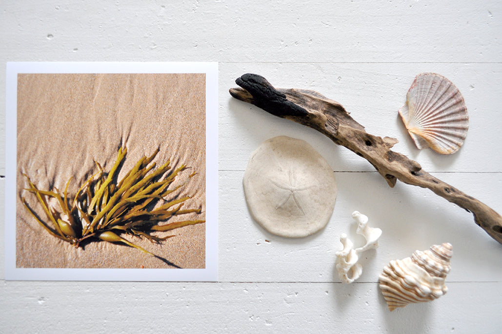 Pinch River unframed 17cm x 17cm Photographic Print on Paper Titled: Seaweed. The subject of the print is a bunch of seaweed in the sand. Top view with sea shells and driftwood next to it to style the product image.
