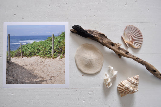 Pinch River unframed 17cm x 17cm Photographic Print on Paper Titled: Beach Track. The subject of the print is a beach track with the ocean in the background. Top view with sea shells and driftwood next to it to style the product image.