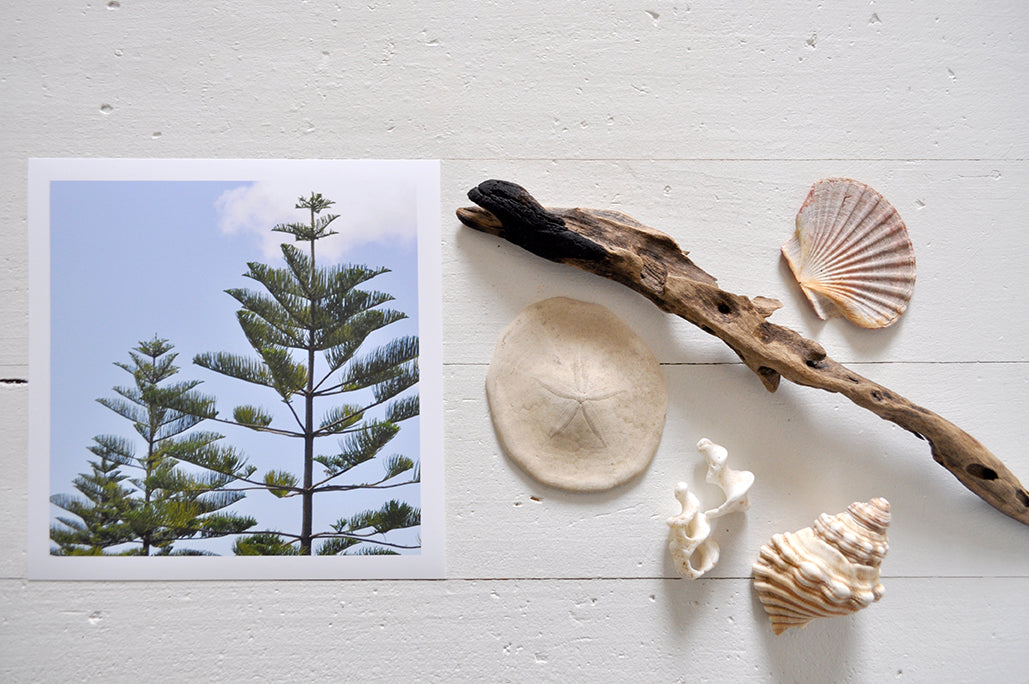 Pinch River unframed 17cm x 17cm Photographic Print on Paper Titled: Norfolk Pines. The subject of the print is the top of two Norfolk Pines on the coast. Top view with sea shells and driftwood next to it to style the product image.