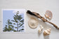 Pinch River unframed 17cm x 17cm Photographic Print on Paper Titled: Norfolk Pines. The subject of the print is the top of two Norfolk Pines on the coast. Top view with sea shells and driftwood next to it to style the product image.