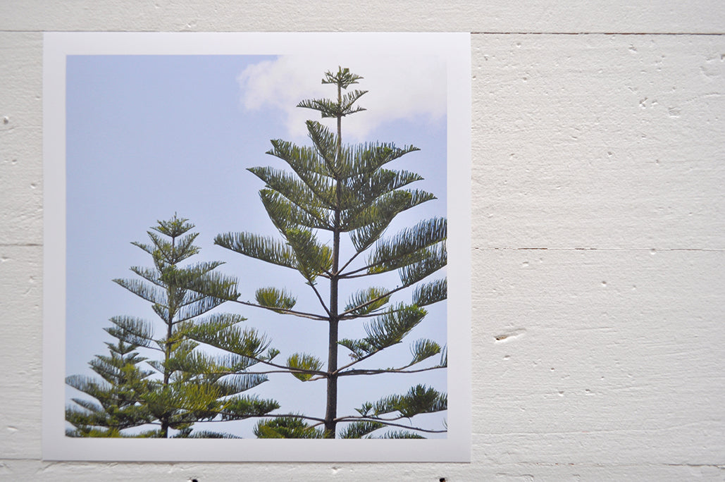 Pinch River unframed 17cm x 17cm Photographic Print on Paper Titled: Norfolk Pines. The subject of the print is the top of two Norfolk Pines on the coast. Top view.