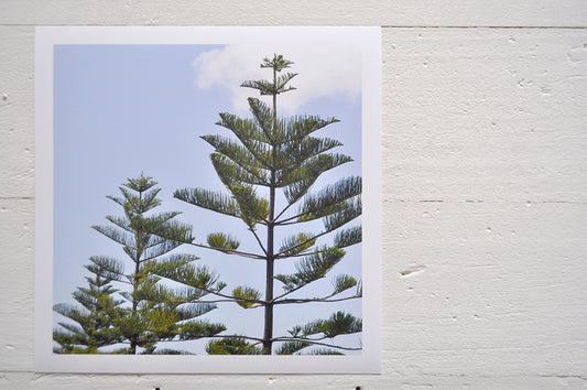 Pinch River unframed 17cm x 17cm Photographic Print on Paper Titled: Norfolk Pines. The subject of the print is the top of two Norfolk Pines on the coast. Top view.