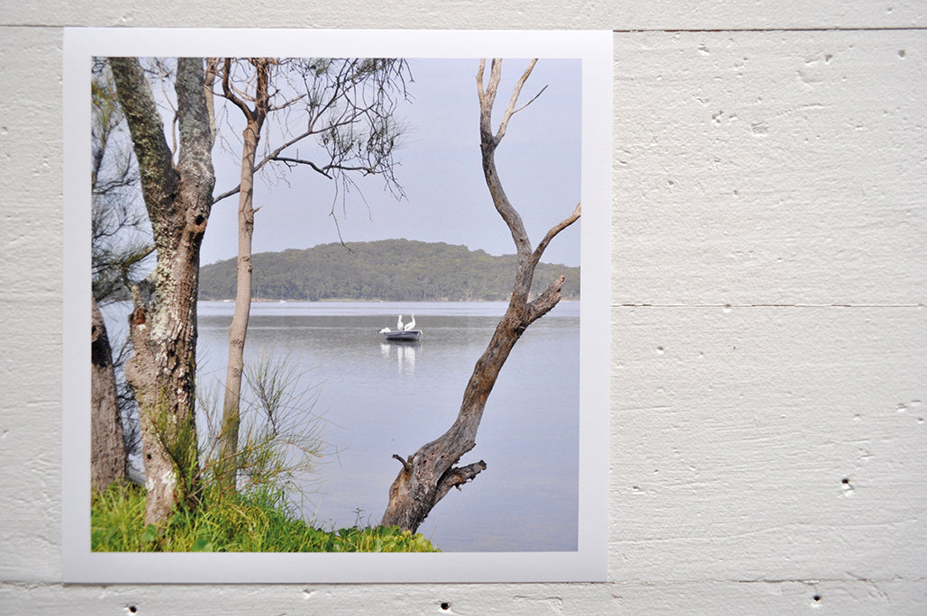 Pinch River unframed 17cm x 17cm Photographic Print on Paper Titled: Swansea Pelicans. The subject of the print is looking through the branches of a tree on the lake shore to some pelicans out on the lake. Top view.