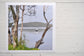 Pinch River unframed 17cm x 17cm Photographic Print on Paper Titled: Swansea Pelicans. The subject of the print is looking through the branches of a tree on the lake shore to some pelicans out on the lake. Top view.